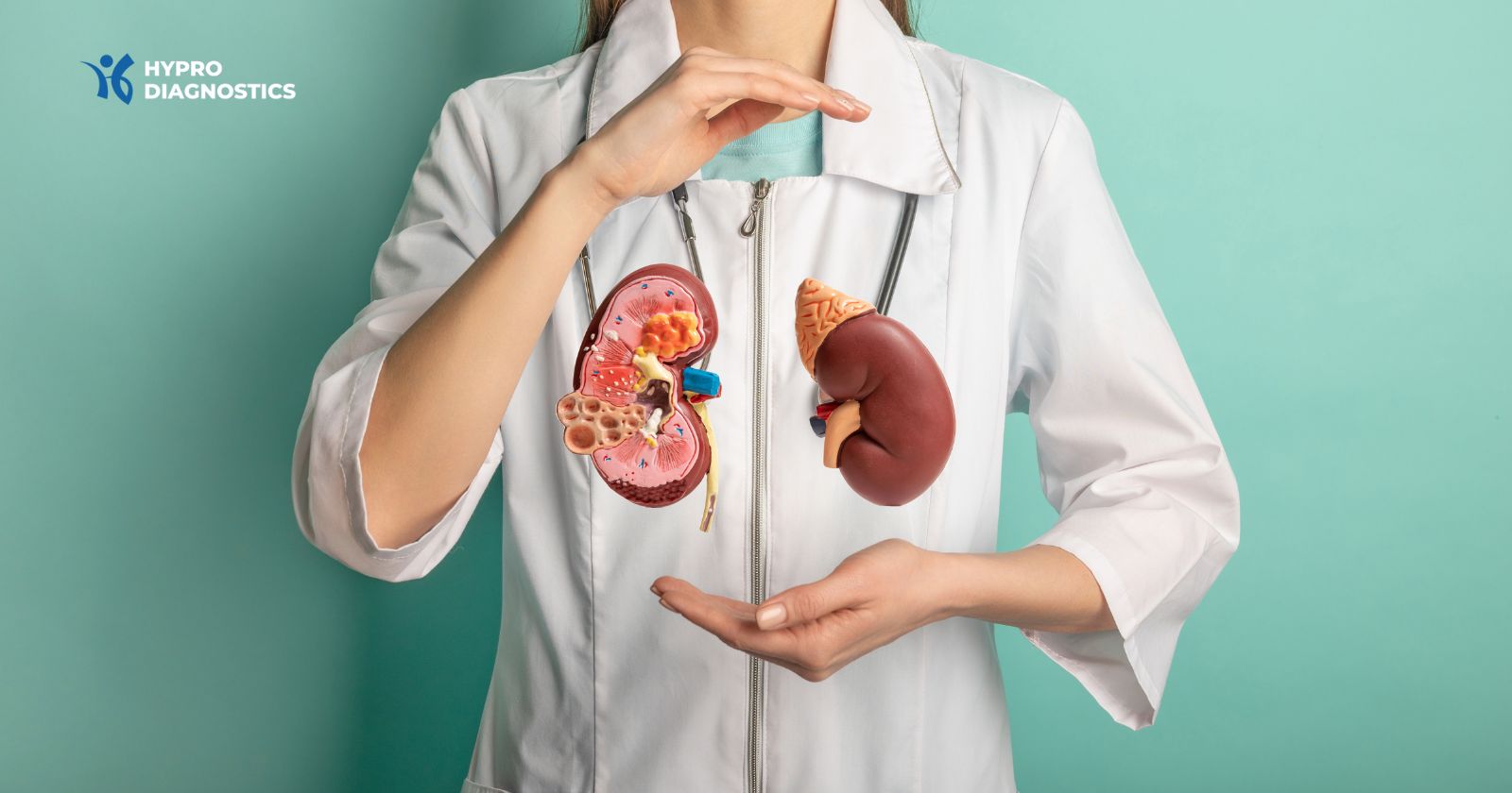 Understanding Kidney Function